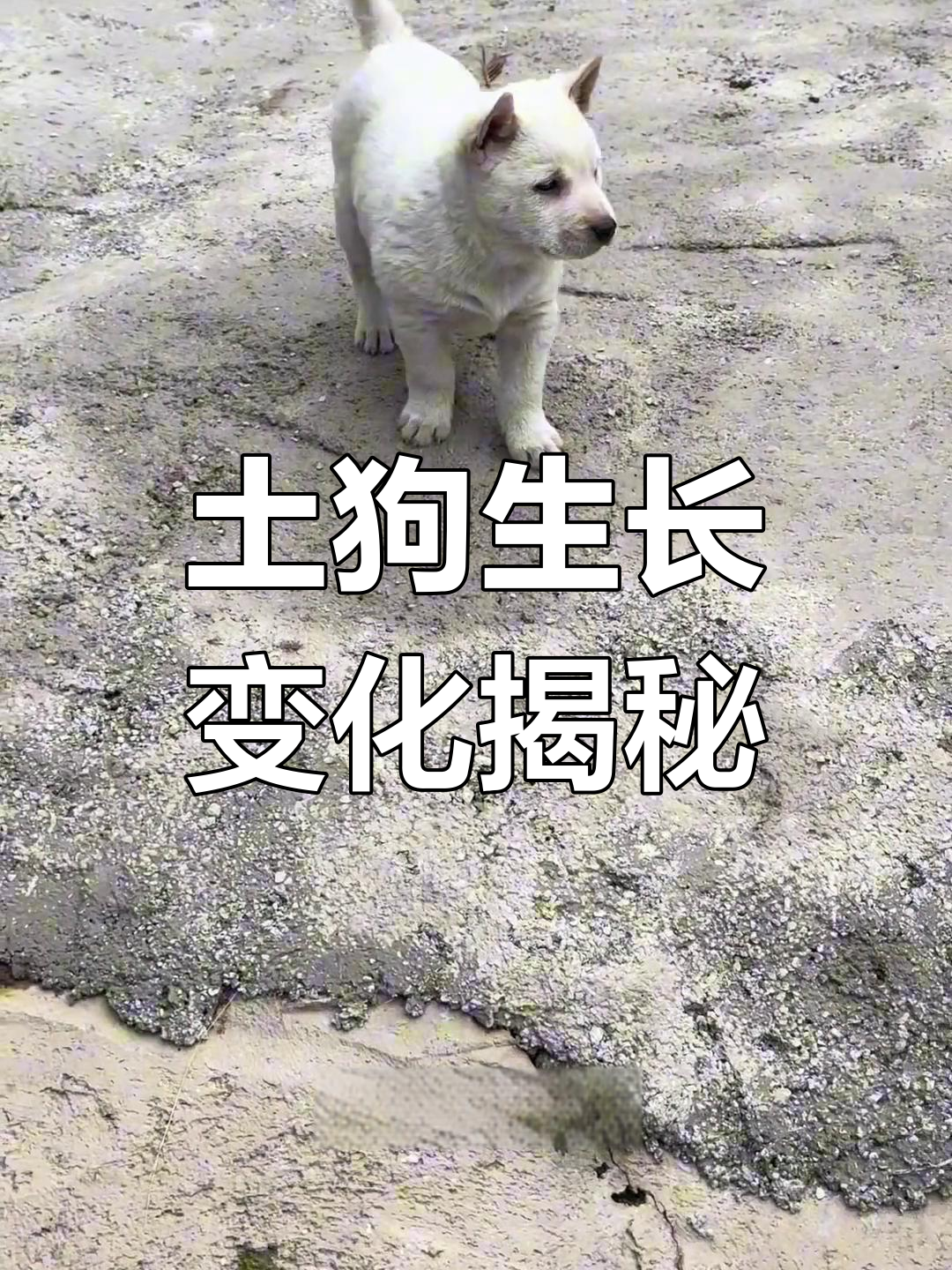 了解土狗成长过程,才能找到真正的好狗