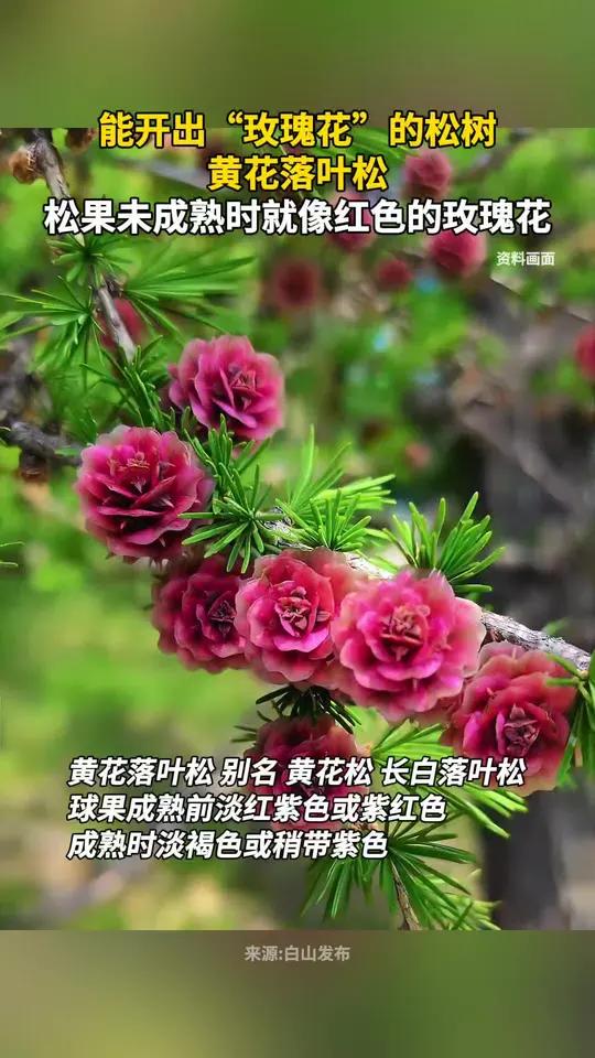 能开出“玫瑰花”的松树,黄花落叶松,松果未成熟时就像红色的玫瑰花
