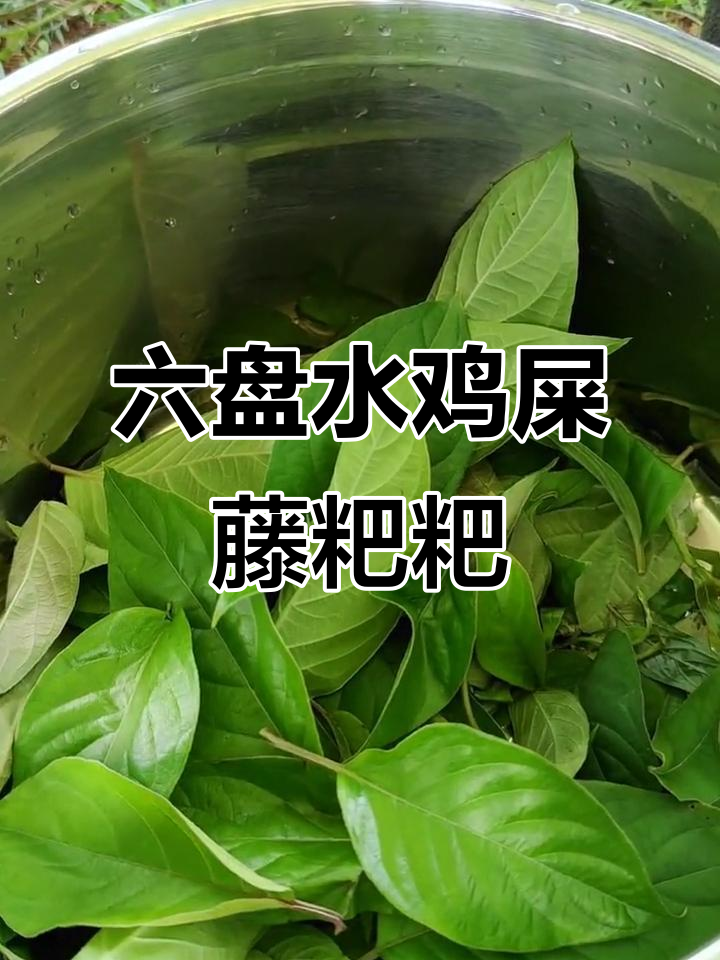 贵州六盘水鸡屎藤粑粑:朴素食材做出高端美味