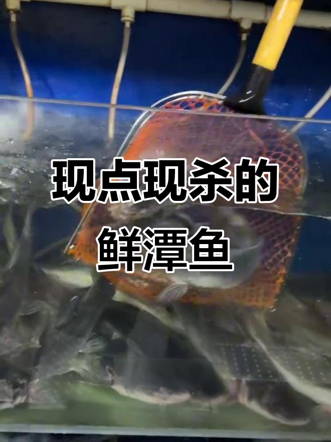 鲜潭蒸汽石锅鱼,活鱼现杀汤底奶白,真材实料让人惊艳