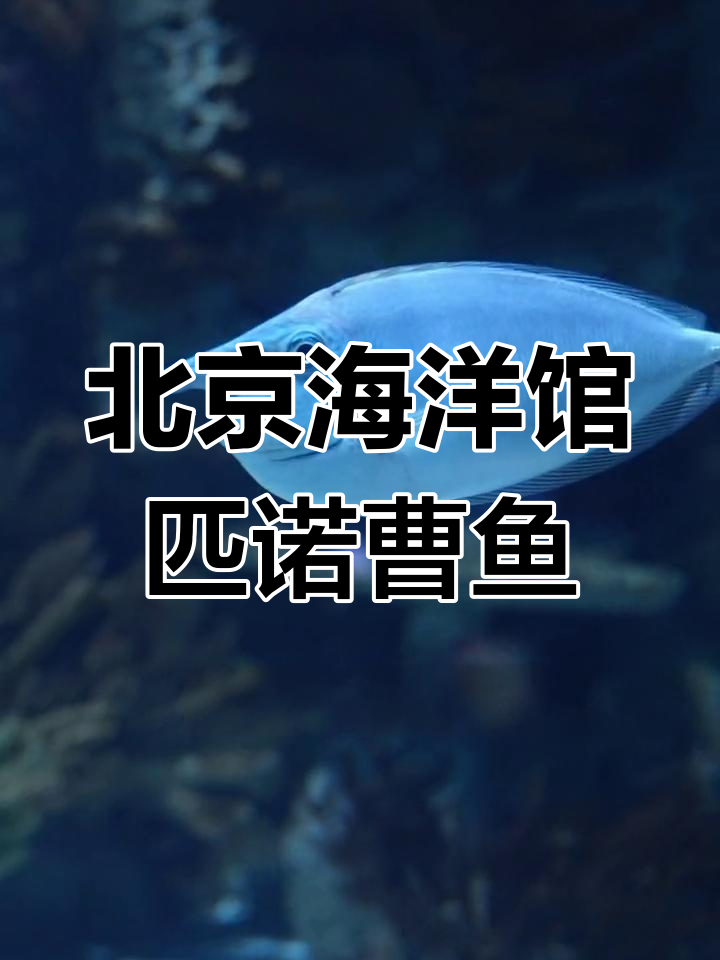 见过鼻子超长的鱼吗?北京海洋馆的匹诺曹短尾鲤鱼来啦!