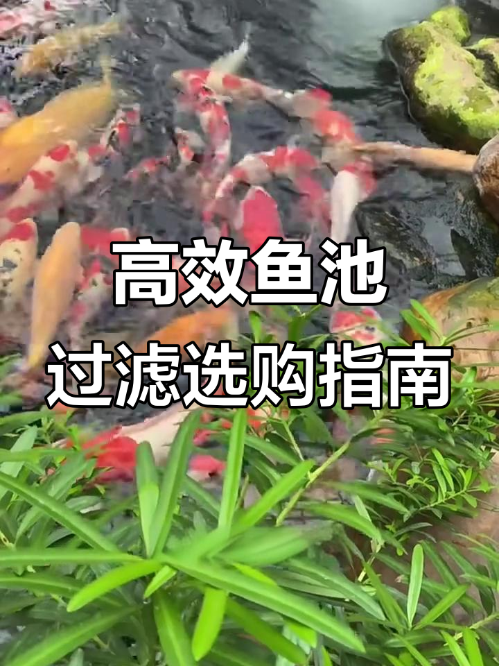 高能鱼池过滤器全解析,品牌排行帮你选对设备