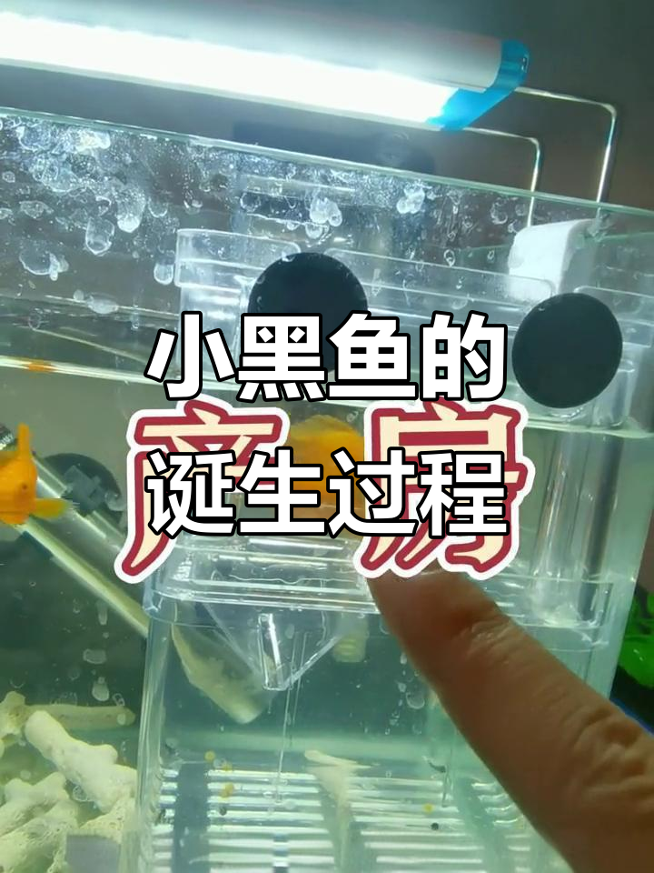 玛丽鱼产房大揭秘,小黑鱼出生全过程!
