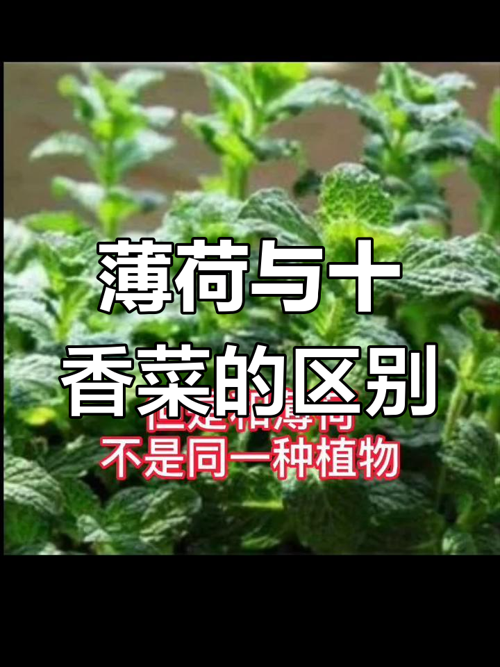 薄荷与十香菜的差异解析