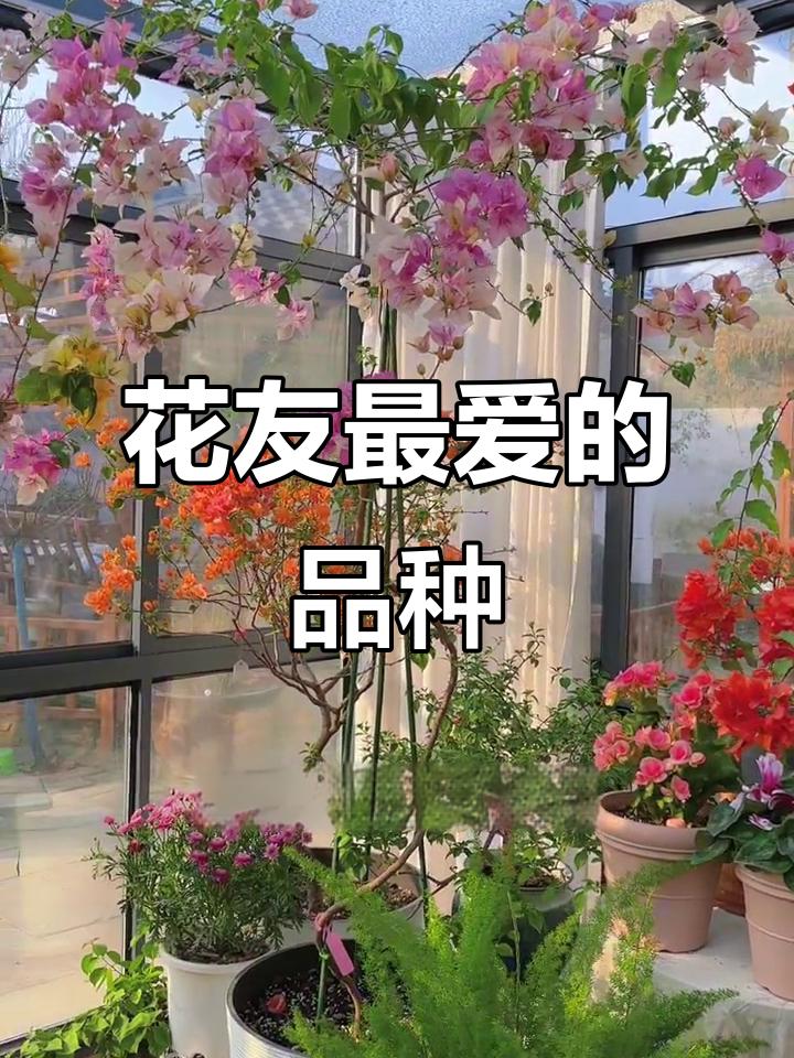 揭秘花友最爱品种,看看你钟爱哪一款!