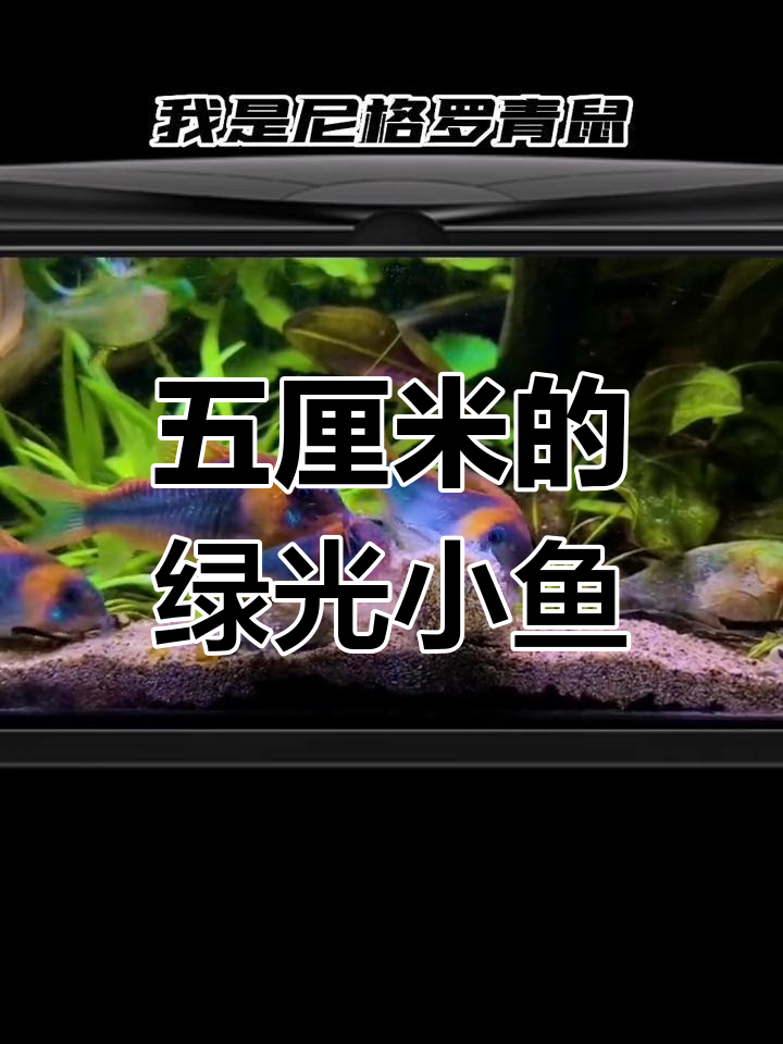 尼格罗短吻鱼:可爱胖胖的绿色精灵