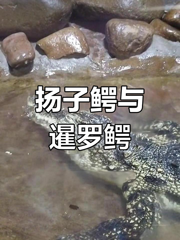 上海动物园的鳄鱼种类