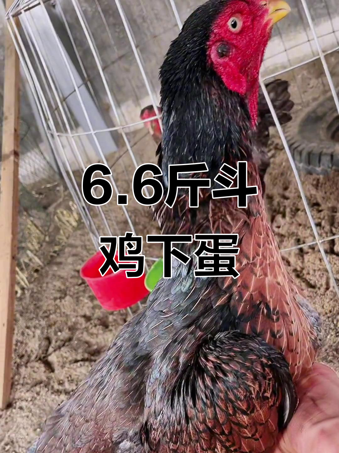 越南斗鸡场实拍:6.6斤母鸡正在下蛋,雨中激烈打背