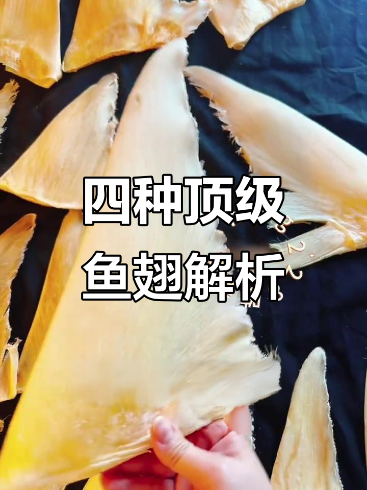 四大高级鱼翅大揭秘，哪种最适合你？