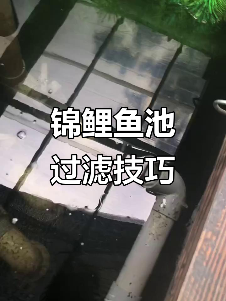 锦鲤鱼池过滤系统全解析:如何清理水质与维护健康