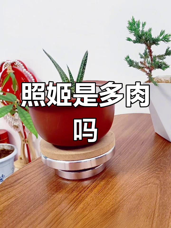 照姬:多肉植物的特征与养护技巧