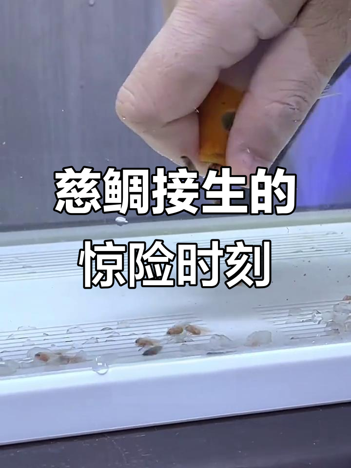 母爱伟大!慈鲷接生一波三折,小鱼仔险些丧命