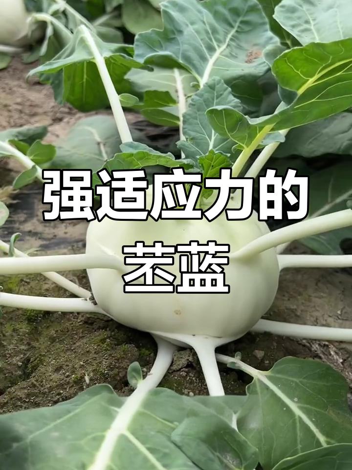 耐旱耐贫瘠的水果蔬菜