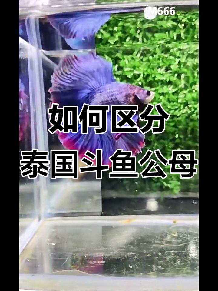 泰国斗鱼公母分辨技巧,大尾巴和萌萌小尾的区别