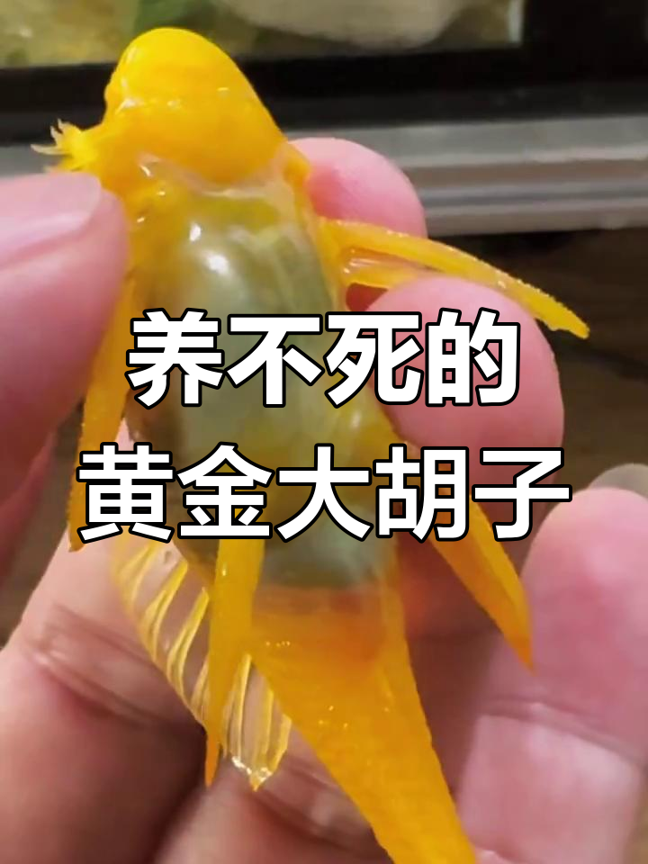 黄金大胡子养殖秘诀:如何避免吃撑和饿死