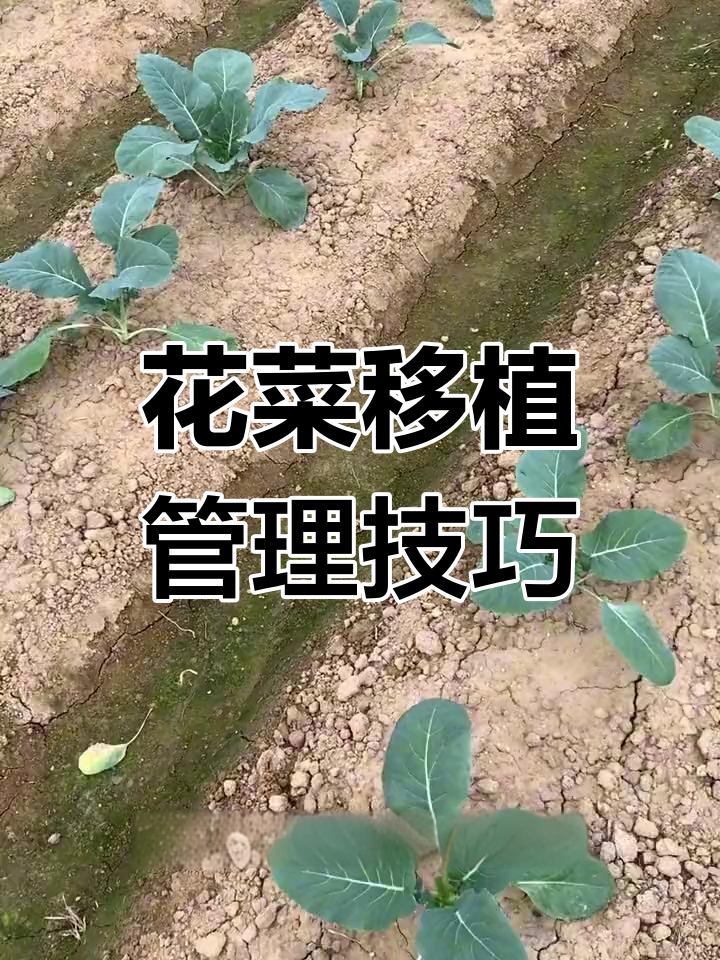 花菜移植后管理全攻略,轻松搞定病虫害