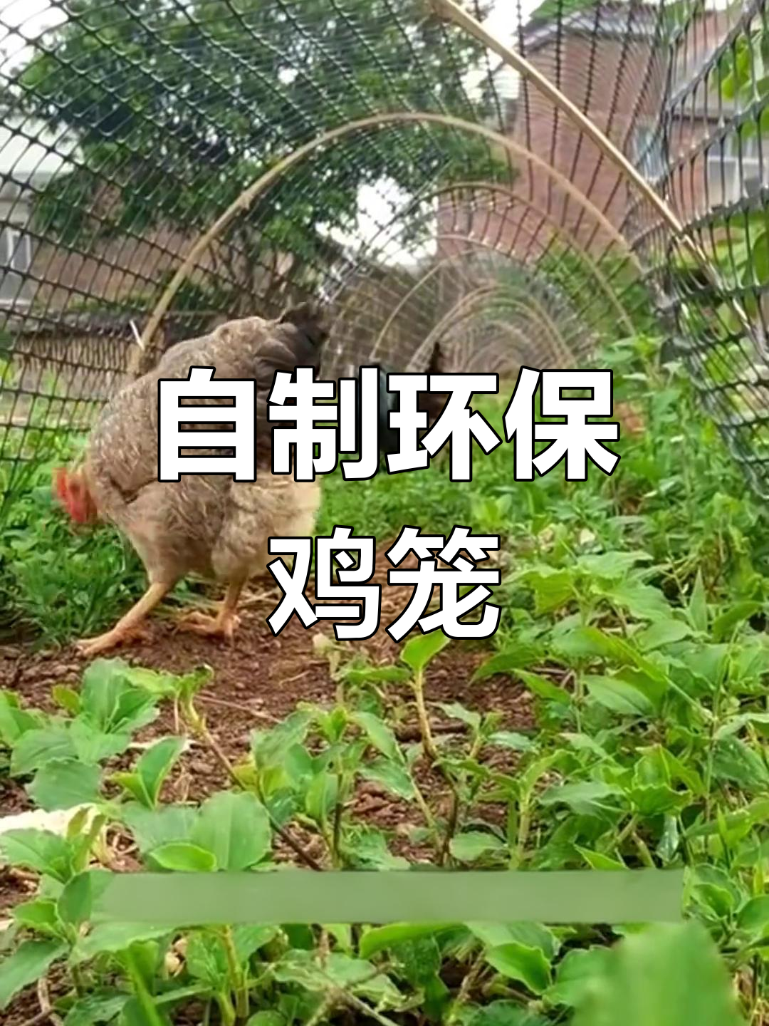 庭院养鸡新模式:塑料网与竹竿搭建的生态鸡笼