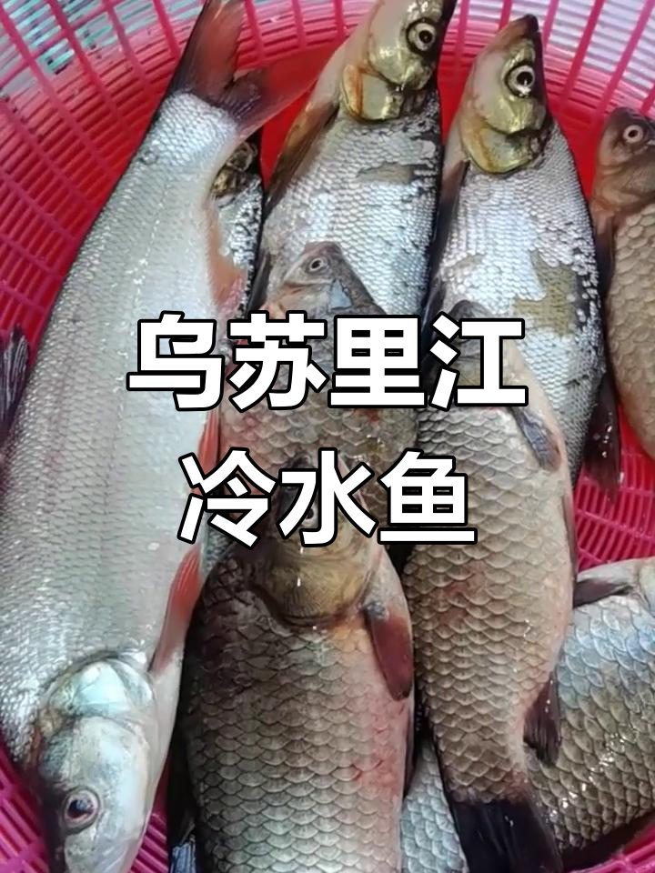 乌苏里江冷水鱼,鲜美无污染,清蒸红烧都美味