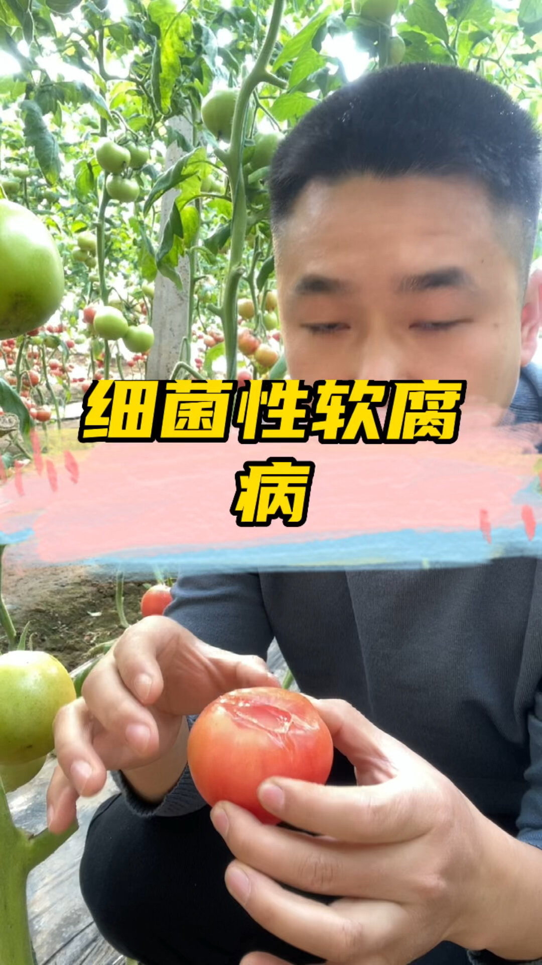 西红柿细菌性软腐病如何防治