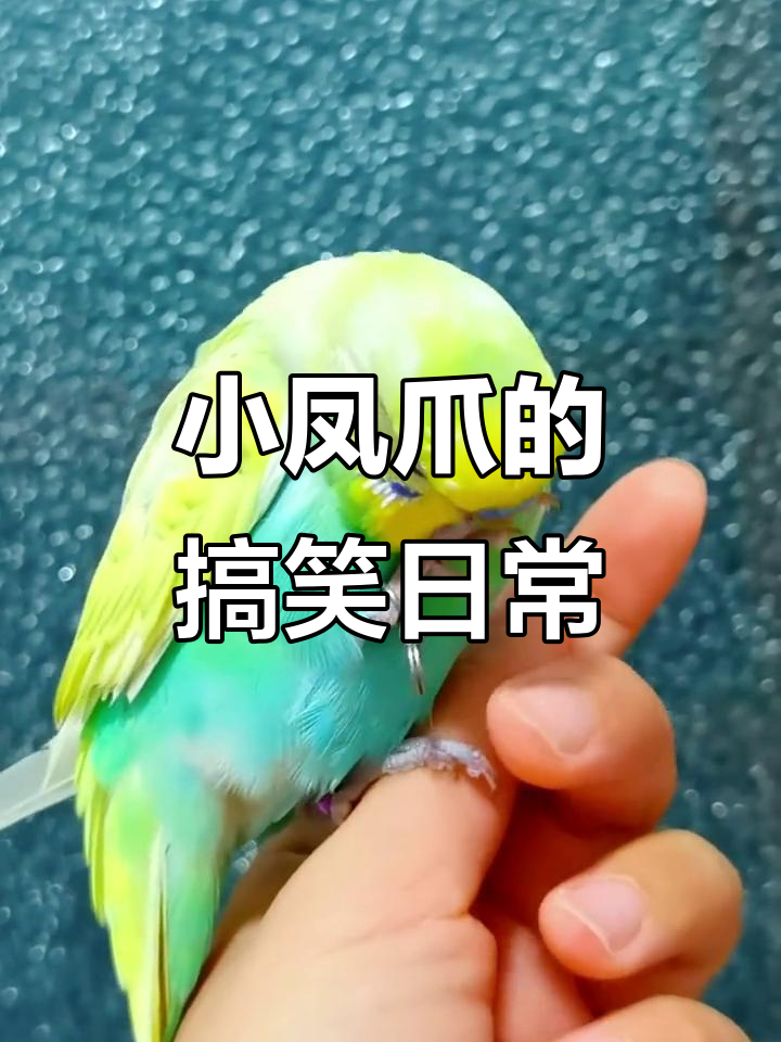 这只小凤爪太可爱了,跳舞解馋的样子让人忍俊不禁