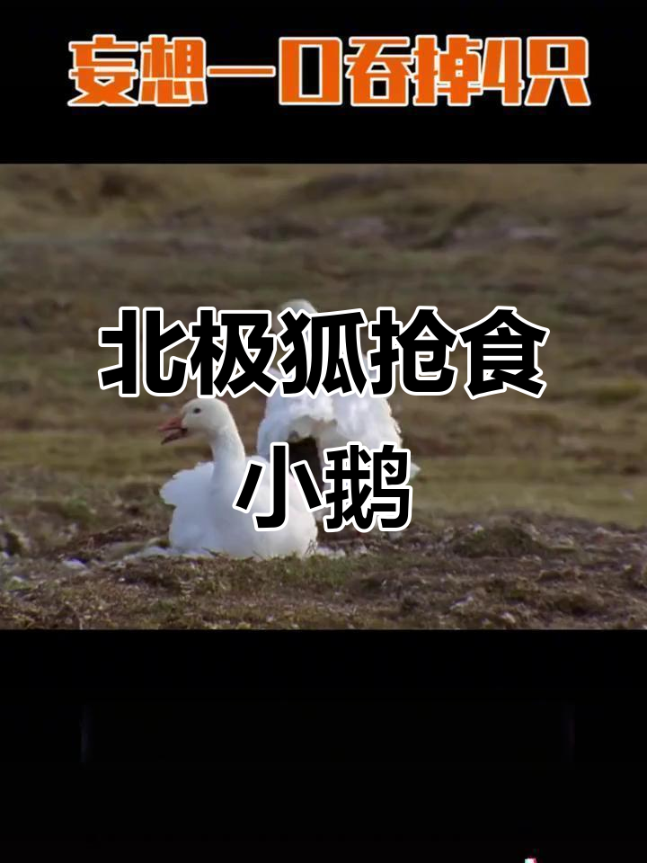 北极狐偷袭小鹅,雪鹅妈妈拼死保护四只幼崽