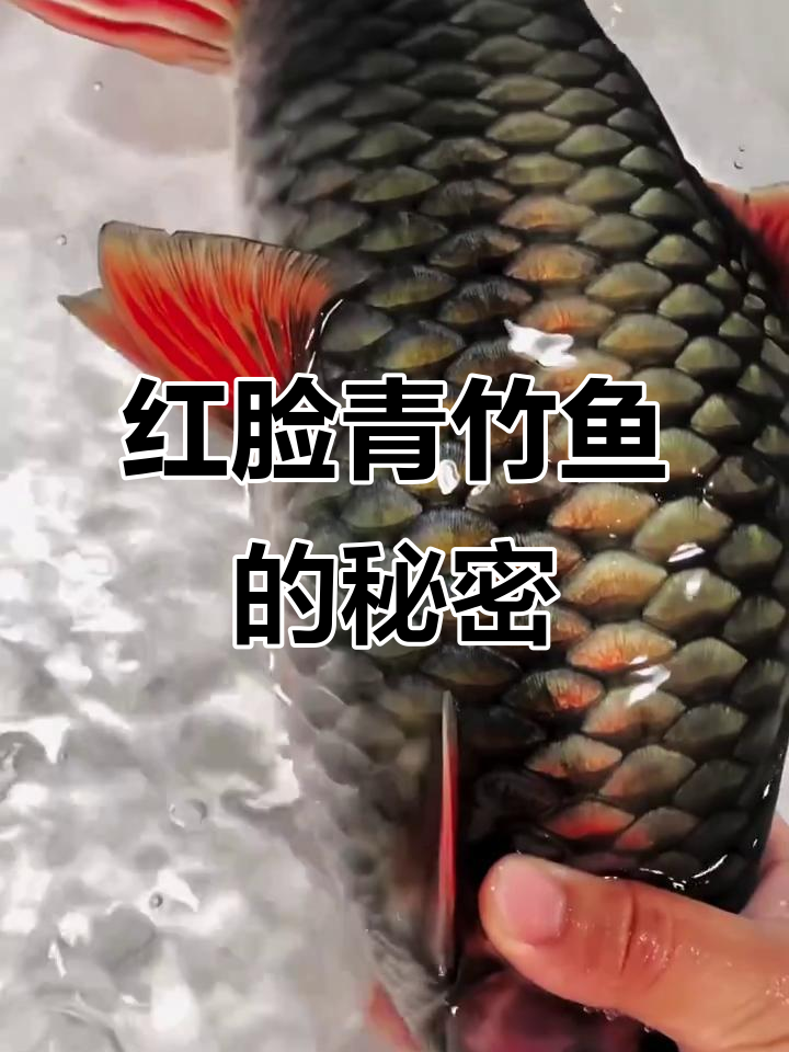 广西红脸青竹鱼,营养丰富,高端美味