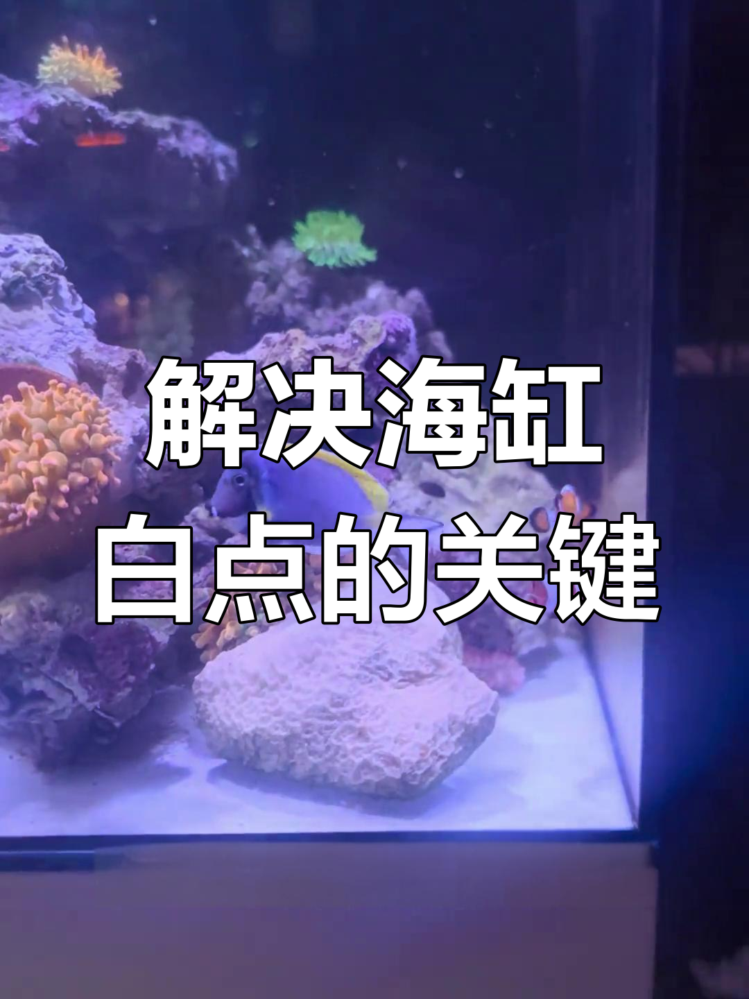 海水鱼白点病:升温解决不了,正确做法是这样