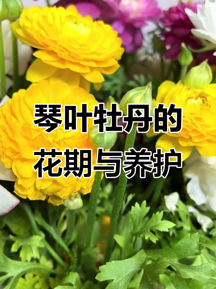 花毛茛:从芹菜叶到牡丹花,层层叠叠的美丽绽放