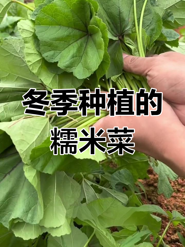 秋冬必备蔬菜:糯米冬寒菜