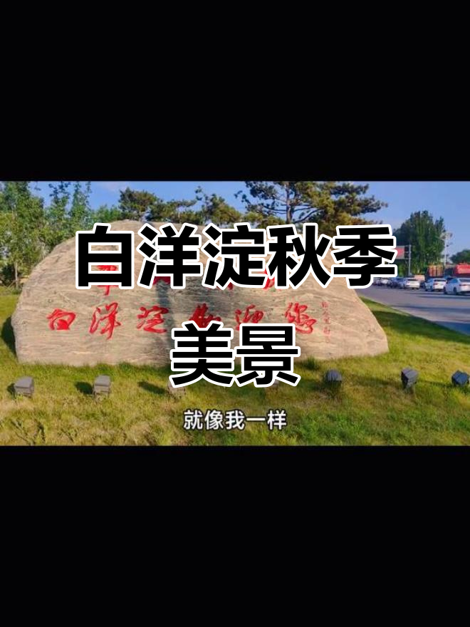 秋日白洋淀:芦苇荡与渔歌的完美融合