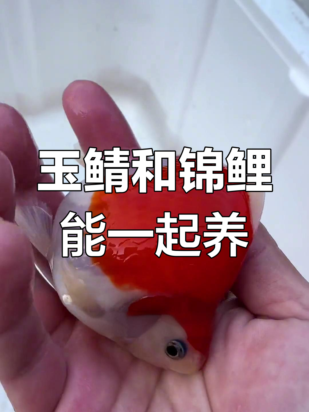 玉鲭与锦鲤混养,轻松共处一池!