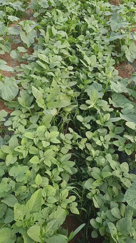 想吃云星菜(银青菜)快来约,非打药菜地的美味!