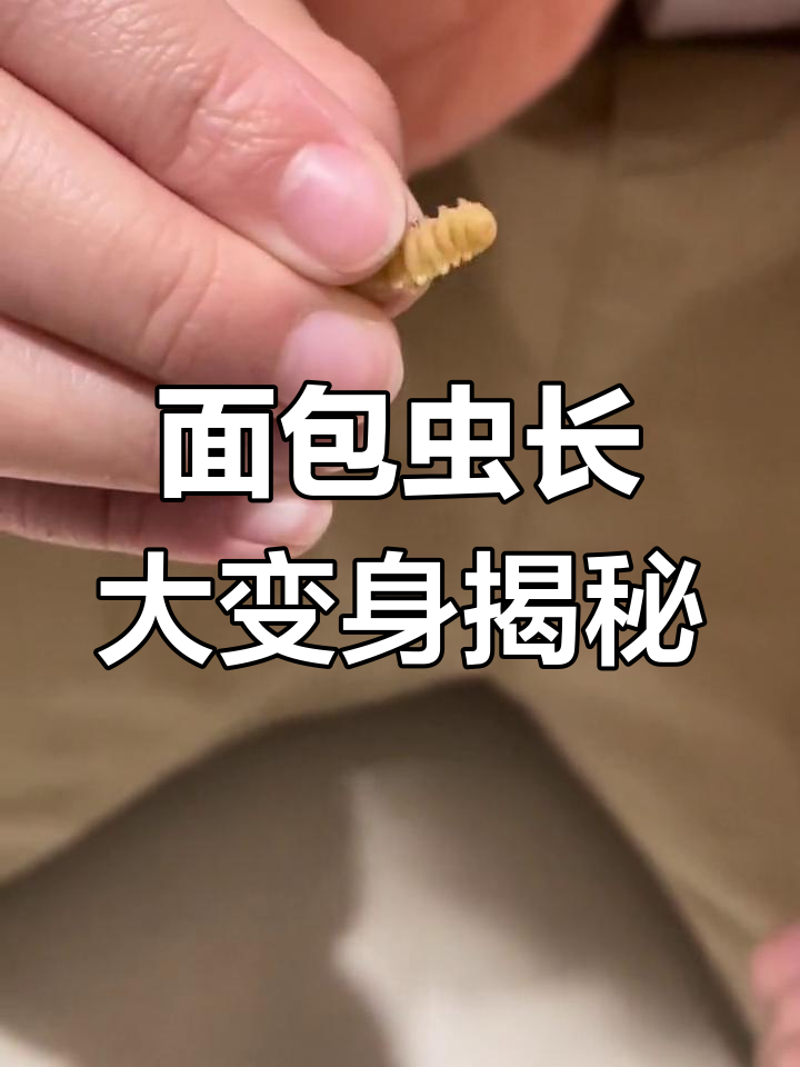 面包虫成长记:从幼虫到成虫的蜕变全过程