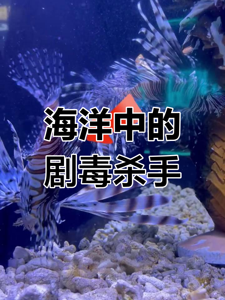 海底毒王,狮子鱼的致命魅力
