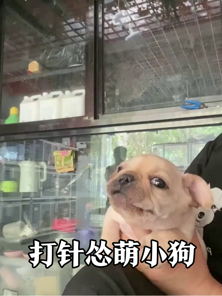 小狗打针记：从紧张到淡定的萌系蜕变