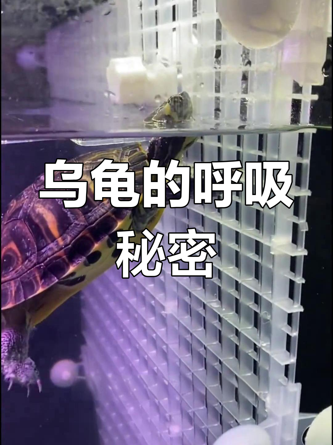 乌龟如何通过鼻孔呼吸?揭秘爬行动物的独特方式