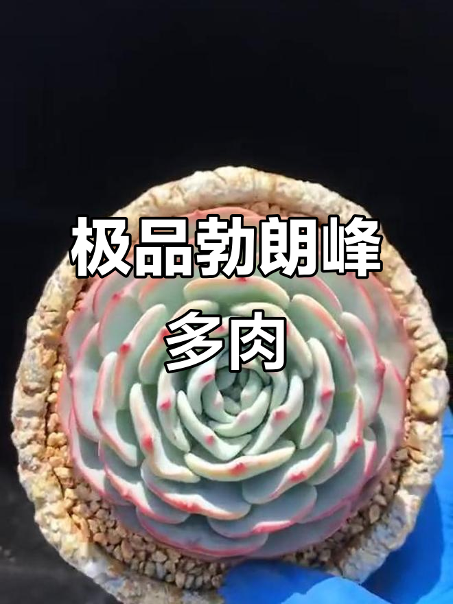 完美勃朗峰单头,状态极佳的多肉品种展示