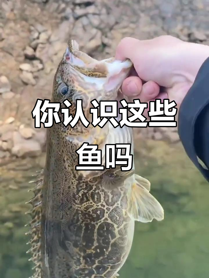 这些鱼你都能叫出名字吗？从草鱼到鲑鱼的价钱大揭秘