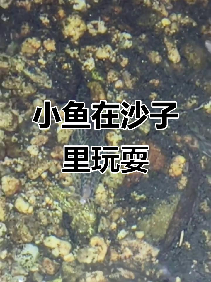 城市小河沟里的自由小鱼,沙丘六度美景尽收眼底