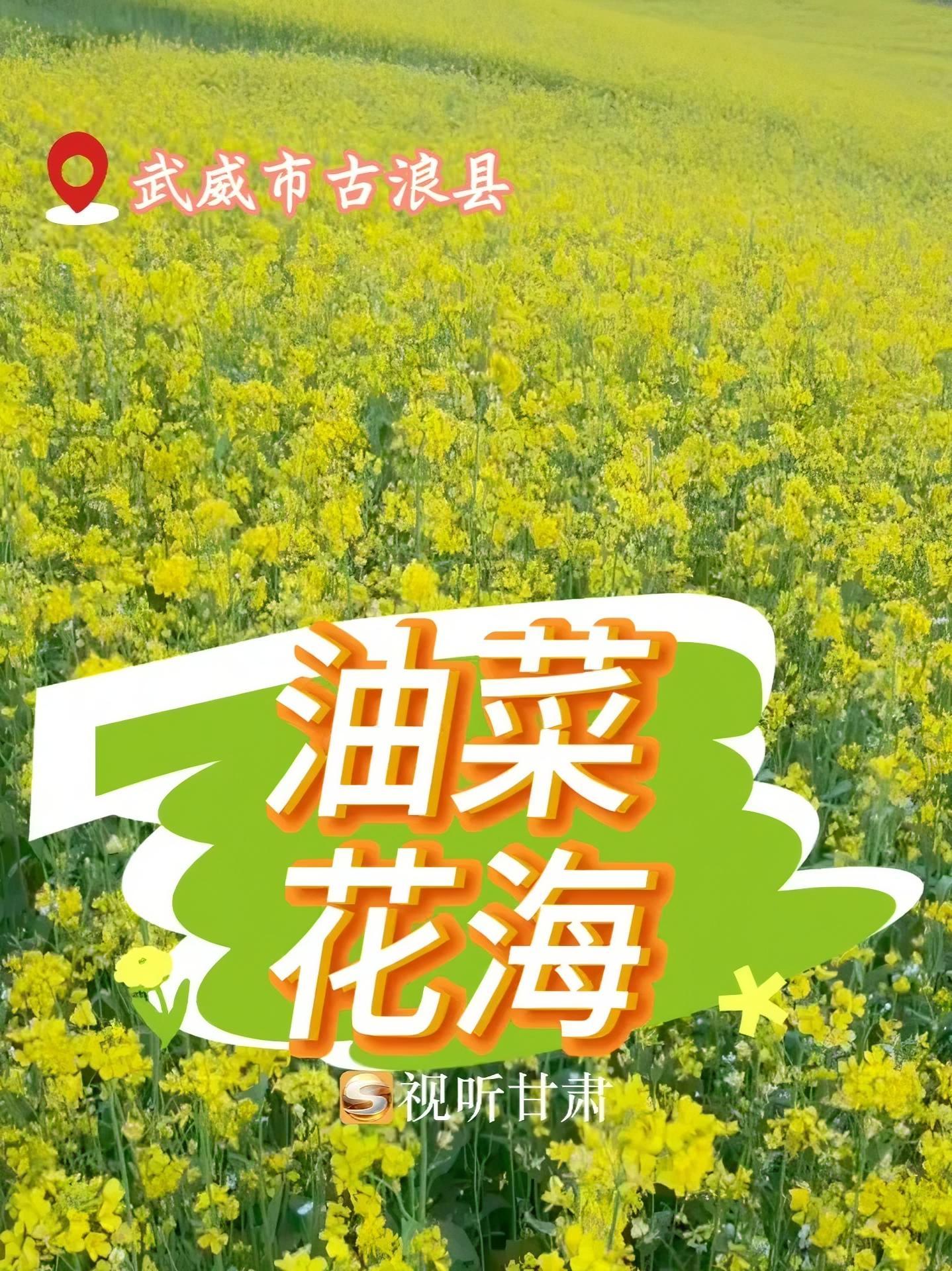 武威古浪油菜花海 游客打卡的镜头里盛着风景,而风景深处,文旅的脉络正悄悄生长,乡村振兴的故