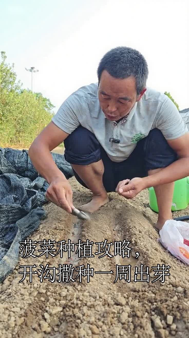 菠菜种植攻略,开沟撒种一周出芽