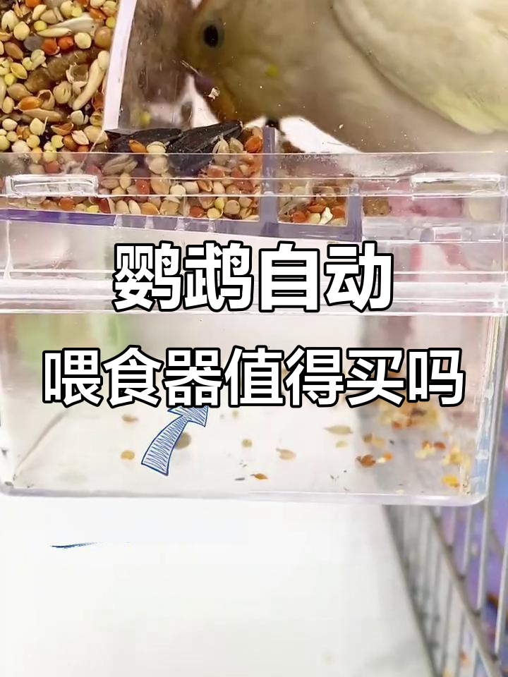 自动喂食器到底值不值?教你正确安装与使用技巧