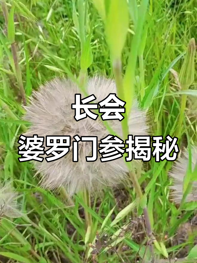 山东特色野菜“兔儿奶”：奇特果实像蒲公英，名字由来竟是这样