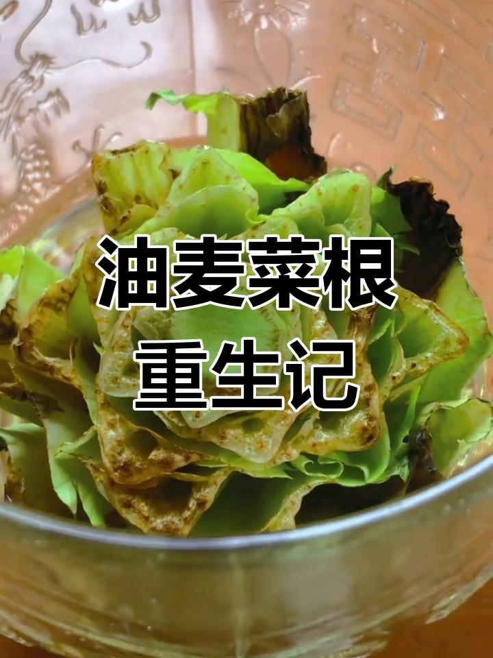 被丢掉的油麦菜根,竟然在水里发芽了!