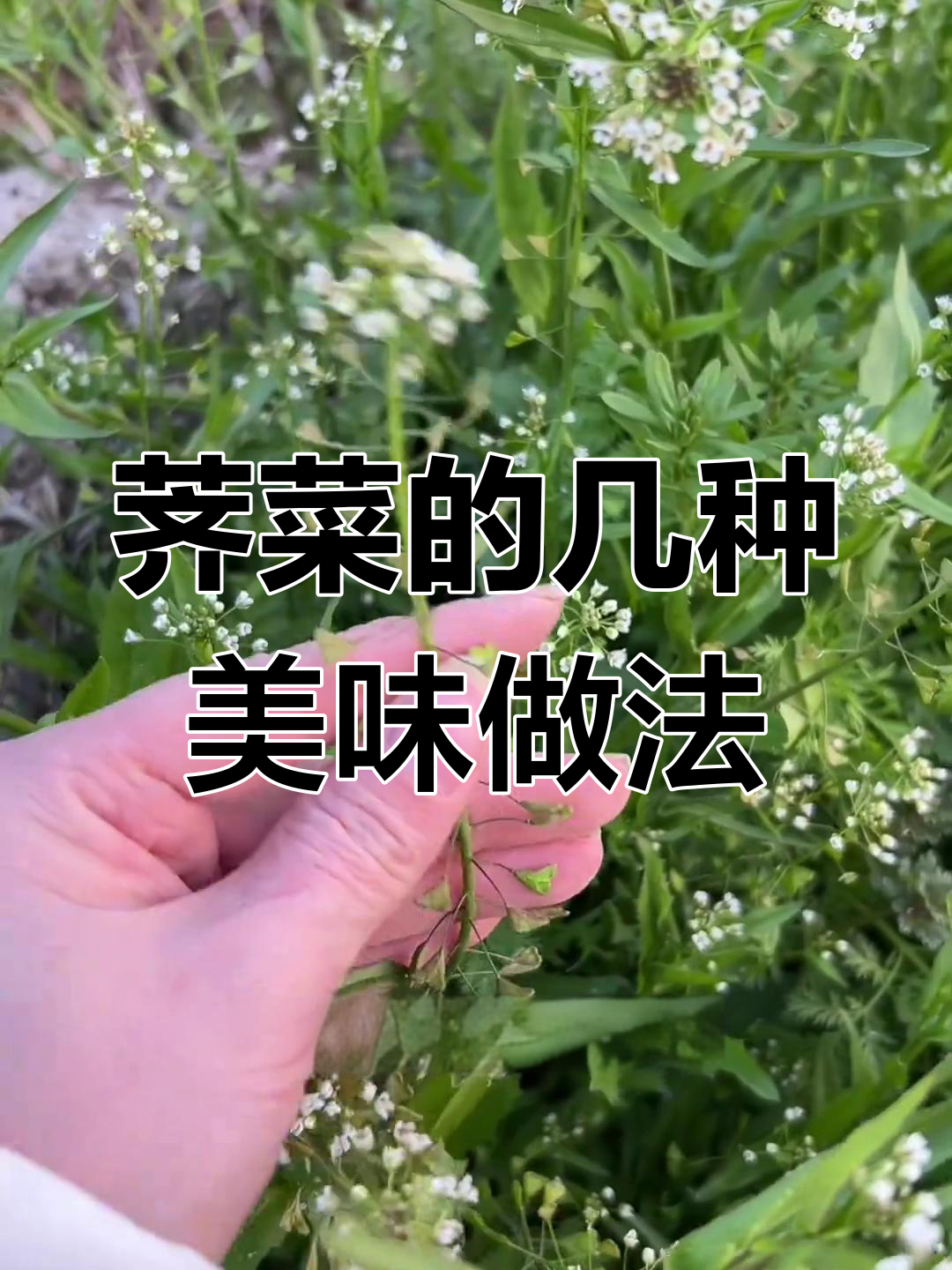 荠菜的美味做法,吃出春天的味道