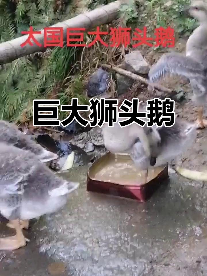 泰国巨型狮头鹅，震撼登场！