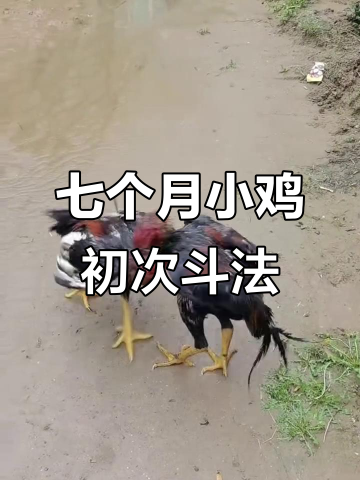 七个月嫩鸡首次试腿,激烈斗鸡场面让人捧腹