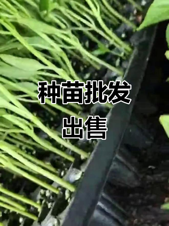 菜苗批发,种苗技术大揭秘