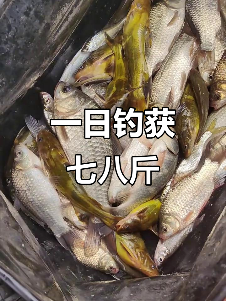 钓鱼人的一天,七八斤大板鱼轻松搞定