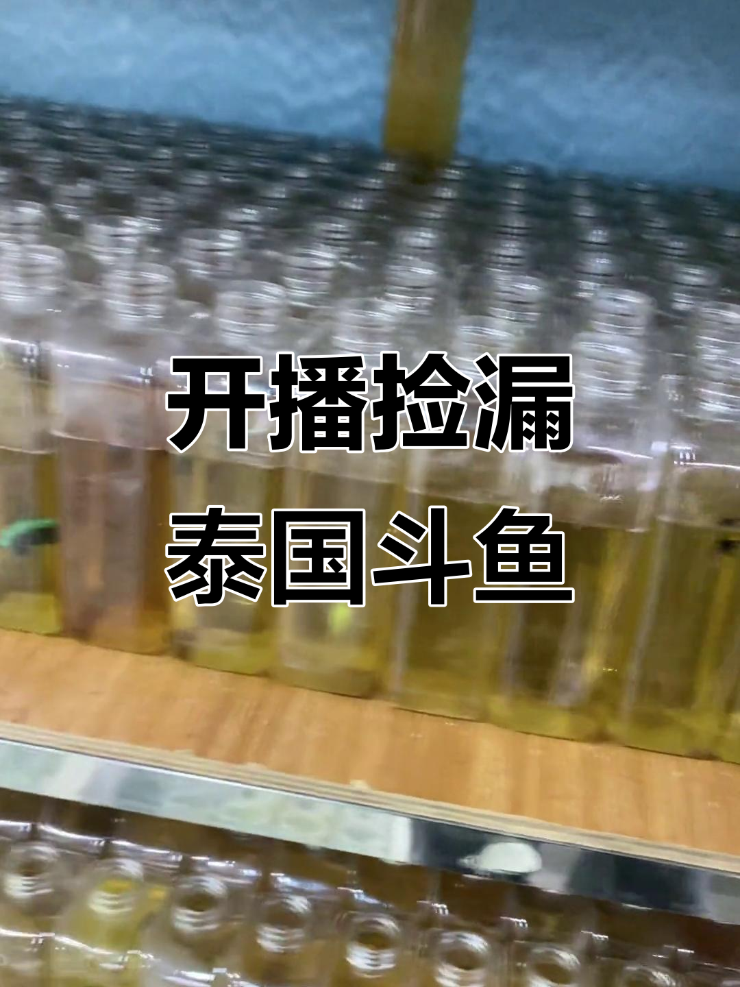 泰国斗鱼直播,荧光效果惊艳来袭